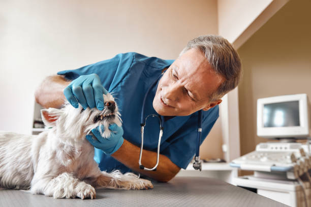 Best 24-Hour Emergency Dentist in Lake Erie Beach, NY